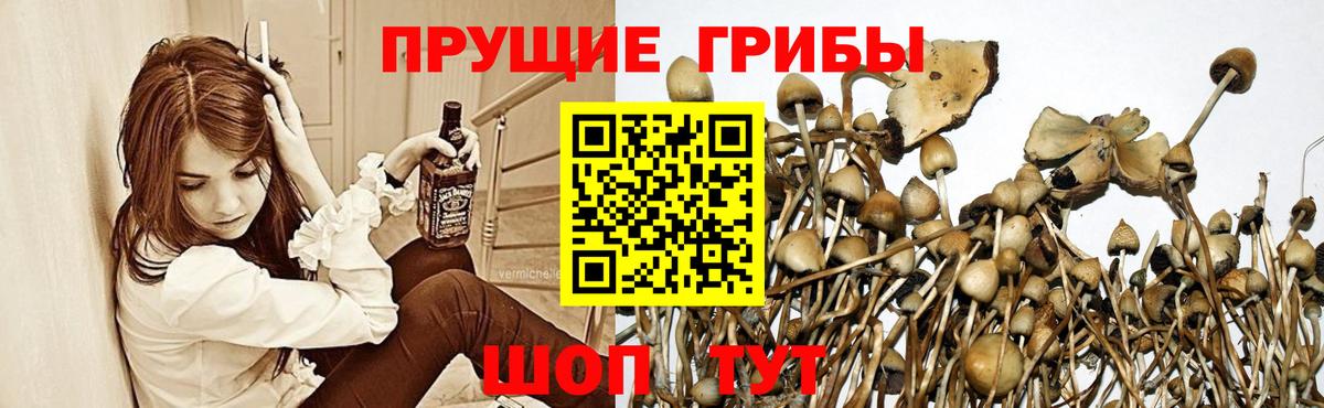 Псилоцибиновые грибы Cubensis  где купить наркоту  Наро-Фоминск  Вход с VPN 